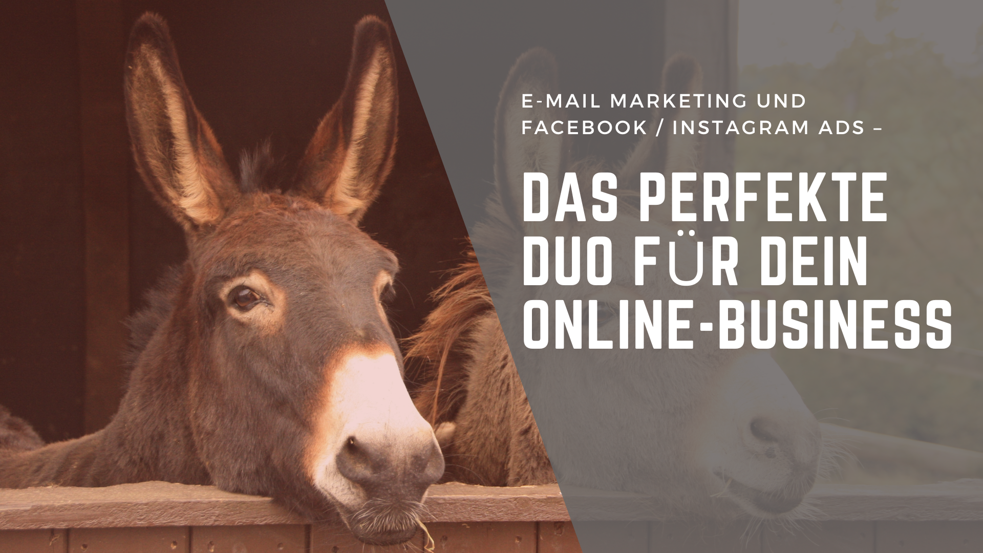 E-Mail Marketing und Facebook & Instagram Ads™ – Das perfekte Duo für dein Online-Business